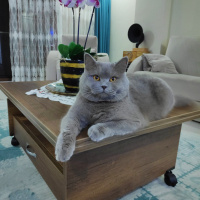 British Shorthair, Kedi  Duman fotoğrafı