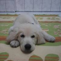 Golden Retriever, Köpek  toprak fotoğrafı