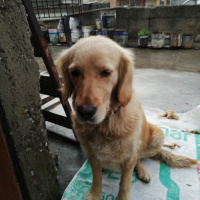 Golden Retriever, Köpek  golden fotoğrafı