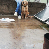 Golden Retriever, Köpek  golden fotoğrafı