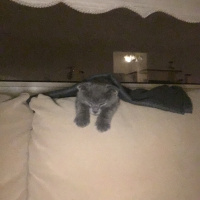 Scottish Fold, Kedi  Kartuş fotoğrafı