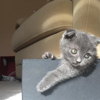 Scottish Fold, Kedi  Kartuş fotoğrafı