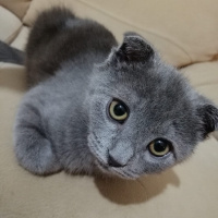 Scottish Fold, Kedi  Kartuş fotoğrafı
