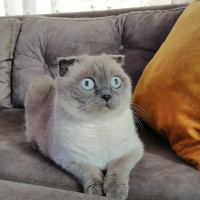Scottish Fold, Kedi  Kartuş fotoğrafı