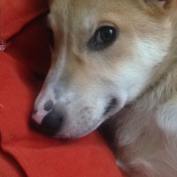 Jack Russell Terrier, Köpek  Leydi fotoğrafı