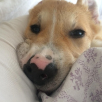Jack Russell Terrier, Köpek  Leydi fotoğrafı