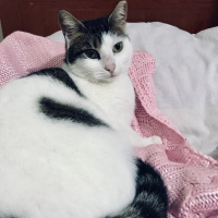 Tekir Kedi, Kedi  MİA fotoğrafı