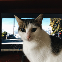 Tekir Kedi, Kedi  MİA fotoğrafı