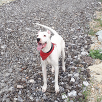 Dogo Arjantin, Köpek  Zed fotoğrafı