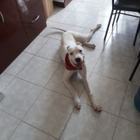 Dogo Arjantin, Köpek  Zed fotoğrafı