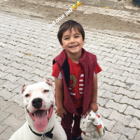 Dogo Arjantin, Köpek  Zed fotoğrafı