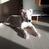 Dogo Arjantin, Köpek  Zed fotoğrafı