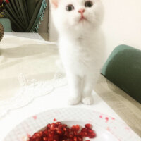 British Shorthair, Kedi  Mızmız fotoğrafı