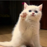 British Shorthair, Kedi  Mızmız fotoğrafı