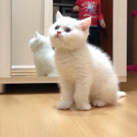 British Shorthair, Kedi  Mızmız fotoğrafı