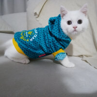 British Shorthair, Kedi  Mızmız fotoğrafı