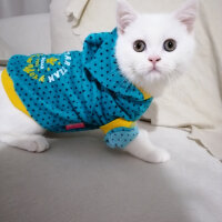 British Shorthair, Kedi  Mızmız fotoğrafı