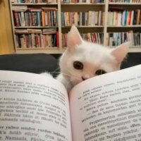 British Shorthair, Kedi  Mızmız fotoğrafı