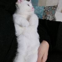 British Shorthair, Kedi  Mızmız fotoğrafı