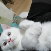 British Shorthair, Kedi  Mızmız fotoğrafı