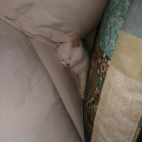 British Shorthair, Kedi  Mızmız fotoğrafı