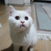 British Shorthair, Kedi  Mızmız fotoğrafı