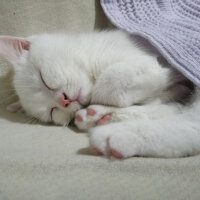 British Shorthair, Kedi  Mızmız fotoğrafı