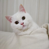 British Shorthair, Kedi  Mızmız fotoğrafı