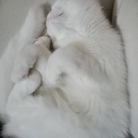 British Shorthair, Kedi  Mızmız fotoğrafı