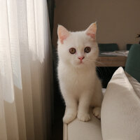 British Shorthair, Kedi  Mızmız fotoğrafı