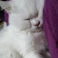 British Shorthair, Kedi  Mızmız fotoğrafı