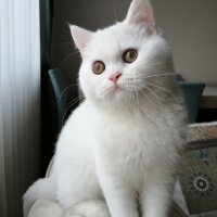 British Shorthair, Kedi  Mızmız fotoğrafı