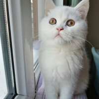 British Shorthair, Kedi  Mızmız fotoğrafı