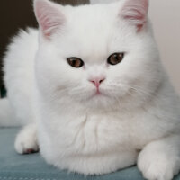 British Shorthair, Kedi  Mızmız fotoğrafı