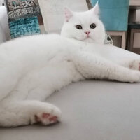 British Shorthair, Kedi  Mızmız fotoğrafı