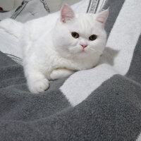 British Shorthair, Kedi  Mızmız fotoğrafı