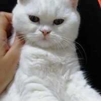 British Shorthair, Kedi  Mızmız fotoğrafı