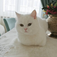 British Shorthair, Kedi  Mızmız fotoğrafı