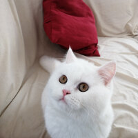 British Shorthair, Kedi  Mızmız fotoğrafı