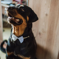 Rottweiler, Köpek  Cesur fotoğrafı