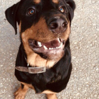 Rottweiler, Köpek  Cesur fotoğrafı