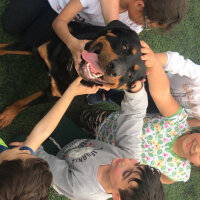 Rottweiler, Köpek  Cesur fotoğrafı