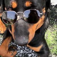 Rottweiler, Köpek  Cesur fotoğrafı