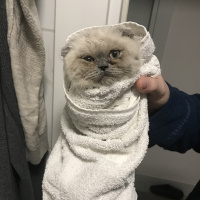 Scottish Fold, Kedi  maya fotoğrafı