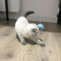 Scottish Fold, Kedi  maya fotoğrafı