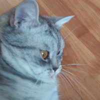 British Shorthair, Kedi  Chia fotoğrafı