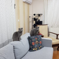 British Shorthair, Kedi  Leo fotoğrafı