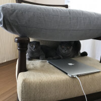 British Shorthair, Kedi  Leo fotoğrafı