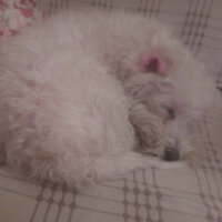 Sealyham Terrier, Köpek  Köpük fotoğrafı