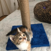 Tekir Kedi, Kedi  KONTES fotoğrafı